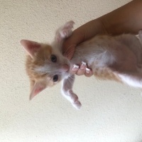 Tekir Kedi, Kedi  Duman fotoğrafı