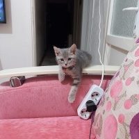 British Shorthair, Kedi  Bıdık fotoğrafı