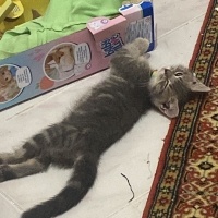 British Shorthair, Kedi  Bıdık fotoğrafı