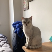 British Shorthair, Kedi  Mia fotoğrafı