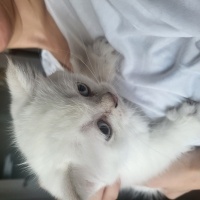 British Shorthair, Kedi  Bulut fotoğrafı