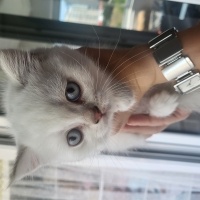 British Shorthair, Kedi  Bulut fotoğrafı