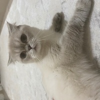 Scottish Fold, Kedi  Balım fotoğrafı