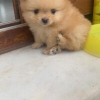 Pomeranyalı, Köpek  Lucy fotoğrafı