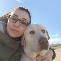Labrador Retriever, Köpek  Lusi fotoğrafı