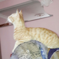 Tekir Kedi, Kedi  Garfield fotoğrafı