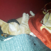 Tekir Kedi, Kedi  Garfield fotoğrafı