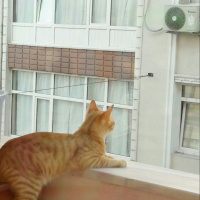 Tekir Kedi, Kedi  Garfield fotoğrafı
