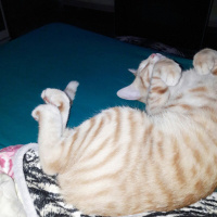 Tekir Kedi, Kedi  Garfield fotoğrafı