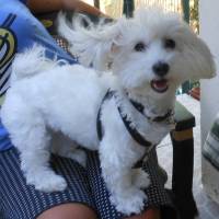 Maltese, Köpek  Coco fotoğrafı