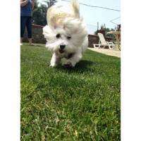 Maltese, Köpek  Coco fotoğrafı