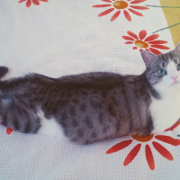 Tekir Kedi, Kedi  Munya fotoğrafı