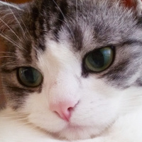 Tekir Kedi, Kedi  Munya fotoğrafı