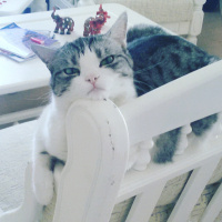 Tekir Kedi, Kedi  Munya fotoğrafı