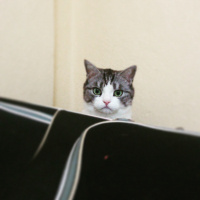 Tekir Kedi, Kedi  Munya fotoğrafı