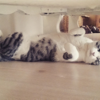 Tekir Kedi, Kedi  Munya fotoğrafı