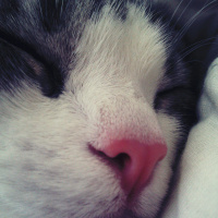 Tekir Kedi, Kedi  Munya fotoğrafı