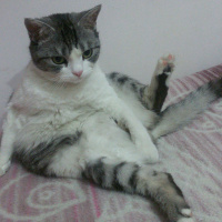 Tekir Kedi, Kedi  Munya fotoğrafı
