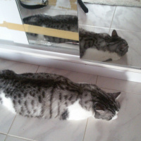 Tekir Kedi, Kedi  Munya fotoğrafı