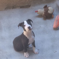 Amerikan Pitbull Terrier, Köpek  Vali fotoğrafı