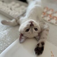 British Shorthair, Kedi  Pamuk fotoğrafı