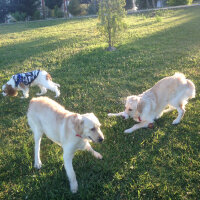 Golden Retriever, Köpek  Lucky fotoğrafı