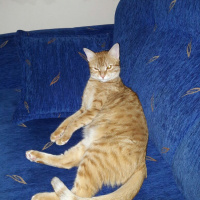 Tekir Kedi, Kedi  TARÇIN fotoğrafı
