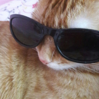 Tekir Kedi, Kedi  TARÇIN fotoğrafı