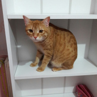 Tekir Kedi, Kedi  TARÇIN fotoğrafı