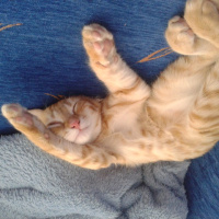 Tekir Kedi, Kedi  TARÇIN fotoğrafı