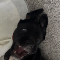 Cane Corso Italiano, Köpek  Rozi fotoğrafı