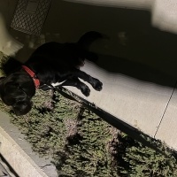 Cane Corso Italiano, Köpek  Rozi fotoğrafı