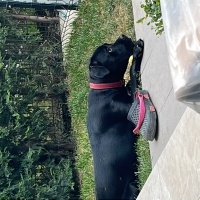 Cane Corso Italiano, Köpek  Rozi fotoğrafı