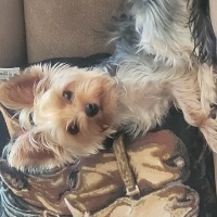 Yorkshire Terrier, Köpek  MİLA fotoğrafı