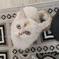 British Longhair, Kedi  Mavi fotoğrafı