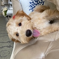 Poodle(Standart Kaniş), Köpek  Bambi fotoğrafı