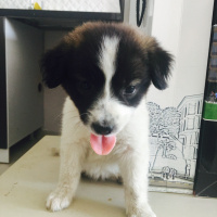 Border Collie, Köpek  Minnak fotoğrafı
