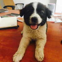 Border Collie, Köpek  Minnak fotoğrafı