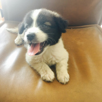 Border Collie, Köpek  Minnak fotoğrafı