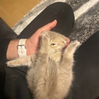 Scottish Fold, Kedi  Şeker fotoğrafı