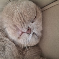 Scottish Fold, Kedi  Loki fotoğrafı