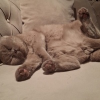 Scottish Fold, Kedi  Loki fotoğrafı