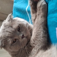 Scottish Fold, Kedi  Loki fotoğrafı