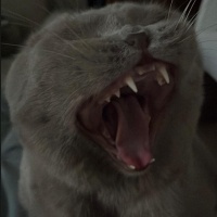 Scottish Fold, Kedi  Loki fotoğrafı