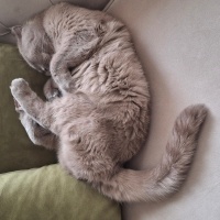 Scottish Fold, Kedi  Loki fotoğrafı
