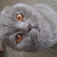 Scottish Fold, Kedi  Loki fotoğrafı