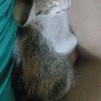 Tekir Kedi, Kedi  Kayisi fotoğrafı