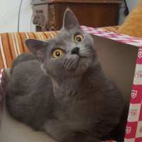 British Shorthair, Kedi  Ponçik fotoğrafı