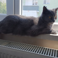 British Shorthair, Kedi  Ponçik fotoğrafı