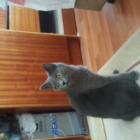 British Shorthair, Kedi  Ponçik fotoğrafı
